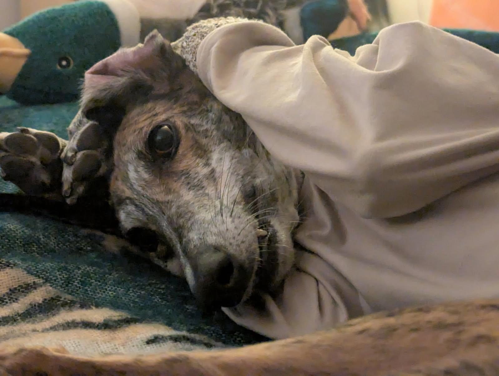 Bambu, a brindle galgo with a greying muzzle, lying on a blue blanket with one eye open.
