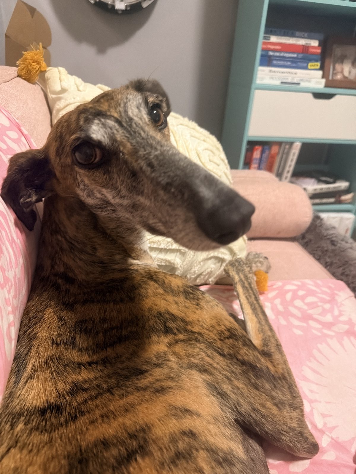 Bambu on a pink couch, looking up at the camera.