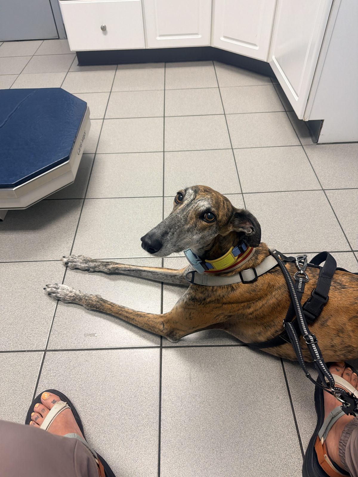 Bambu lying on the tiled floor of a vet clinic, wearing a harness, next to the scale.